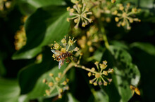 Close Up Of A Honey Bee On A Blooming Common Ivy