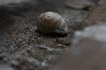 snail on a leaf