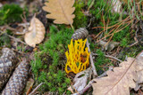 Fototapeta Tulipany - Mushrooms in autumn in the forest