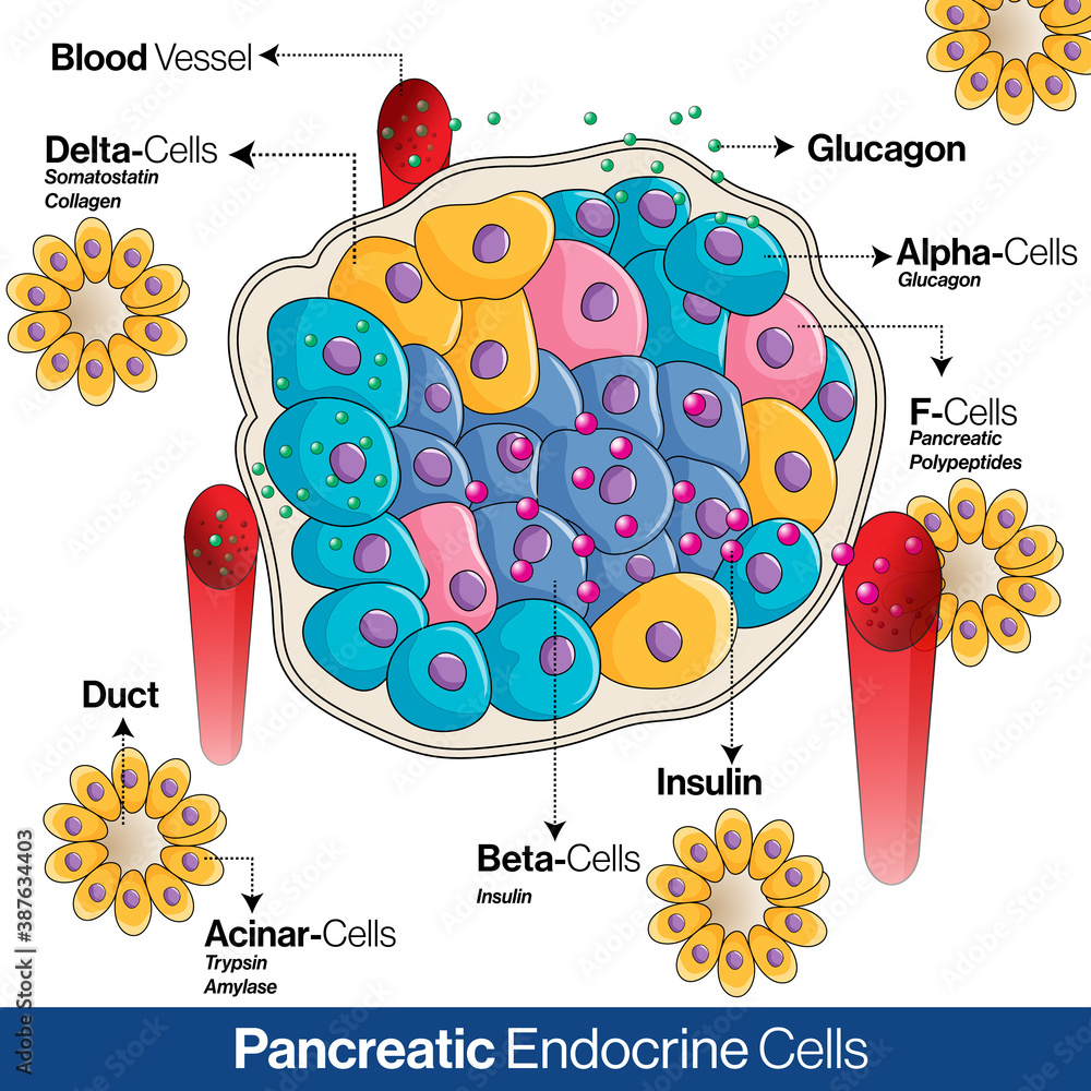 Pancreatic endocrine system anatomy, alpha, beta and delta cells ...