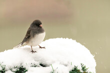 Small Bird Standing On Snow