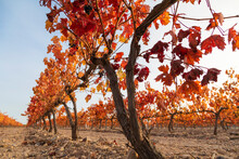 Vineyards With Autumnal Red Leaves In The Campo De Borja Region, Near The Small Town Of Magallon, Aragon, Spain.