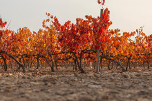 Vineyards With Autumnal Red Leaves In The Campo De Borja Region, Near The Small Town Of Magallon, Aragon, Spain.