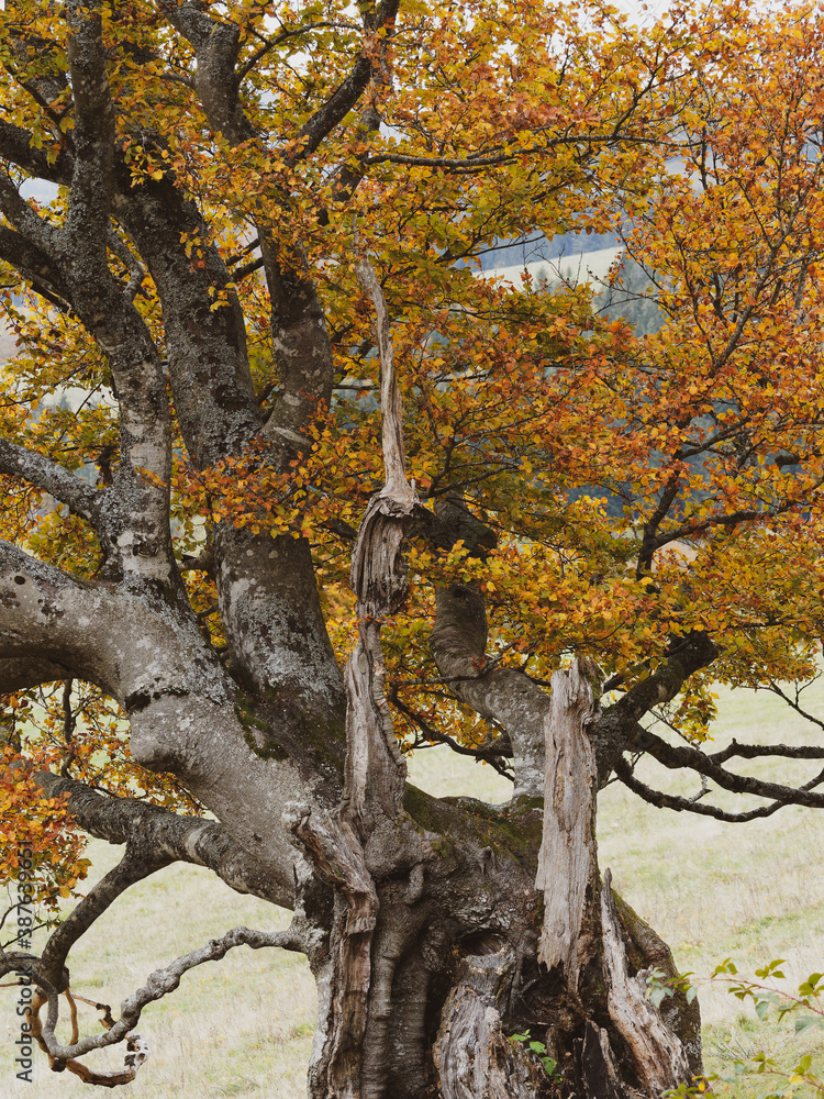 Fagus sylvatica) Buche oder rotbuche. Alter Stamm mit grauer, glatter Rinde  und Zweigen mit herbstlichen Blttern Stock Photo | Adobe Stock