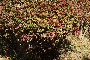 Canvas Print - Euonymus alatus  berries / One of the three largest autumnal trees in the world.