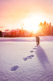 Fototapeta Las - Border collie dog standing in thick snow with pawprints behind him in a colorful sunset - wide shot.