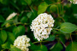 © rosinka79 - White Hydrangea blooming in nature