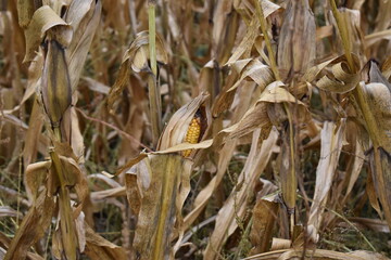 Wall Mural - Corn Field