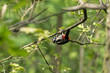 Dzięcioł duży Dendrocopos major pozuje ładnie na drzewie, zwinny ptak, wysportowany akrobata