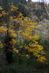 Poster - View of a forest in autumn colors