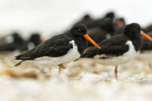 South Island Oystercatcher - Haematopus Finschi - Torea In Maori, One Of The Two Common Oystercatchers Found In New Zealand, Black And White Wading Bird On The Beach