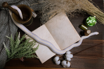 White American royal snake on the background of witchcraft accessories, alchemical instruments and ingredients. Mock up of an open magic book. herbs, mortar, feather cotton bolls. Halloween. flat lay.