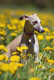 Fototapeta Konie - Fawn and white Whippet dog with a collar sitting outdoors in a green grass with yellow dandelion flowers in spring
