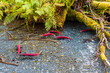wild, red sockeye salmon spawning in a clear forest stream in Alaska.  These fish have reached the end of their migration from the ocean to their river spawning grounds to lay their eggs