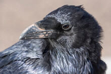 A Wild Raven In Petrified Forest National Park In Arizona.