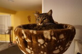 Fototapeta Koty - Cat in its bed 
