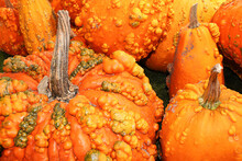A Background Of Various Bumpy Warty Pumpkins And Squashes