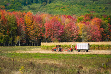 Tractor Harvesting Corn In The Field At A Rural Farm In Wisconsin.  Beautiful Autumn Colorful Trees On The Mountainside In The Background.