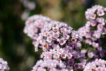 Pink Flowers Of An Australian Chamelaucium Waxflower And Verticordia Feather Flower Hybrid Variety Paddys Pink, Family Myrtaceae. Frost And Drought Tolerant Cultivar.