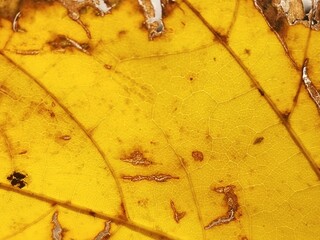 yellow autumn leaves