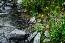 Vast Variety Of Herbs And Flowers Near Spring Water Among Stones. Mountain Clear Water Stream Near Motley Grass. Rich Vegetation Of Highlands. Small River Among Rich Flora. Beauty Of Alpine Nature.