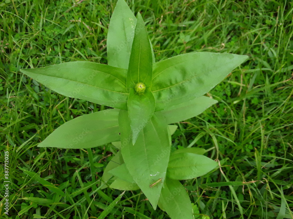 Green leaf leaves bud flowers.The Indian green leaf garden Leaves are the  most important organs of most vascular plants.Green plants are autotrophic,  meaning that they do not obtain food from plant Stock-foto |