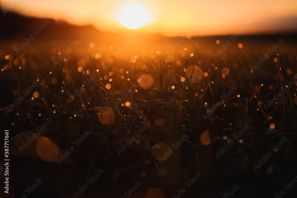 Beautiful close up macro view of a grass meadow with waterdrop details and orange morning sunrise light and blurry dreamy and magic background. Abstract wie of water drops. Harz National Park - obrazy, fototapety, plakaty 