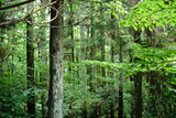 Fototapeta Las - 深い緑の森