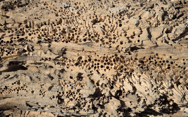 Surface of tree on sea beach