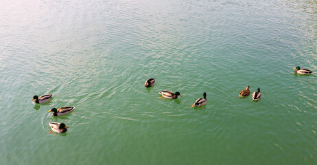 Group of ducks floating on the water