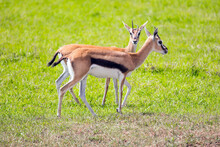  Pair Of Thomson's Gazelles