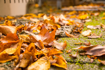 Green moss on the pavement stones with autumn leaves