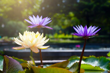 Lotus Flower Blooming And Blurred Background