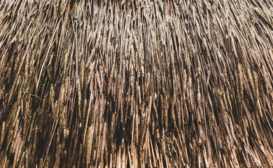 Poster - Dry ears of wheat, thatched roof. Agricultural background and texture