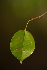 Canvas Print - Small green spotted leaf hang on the branch.