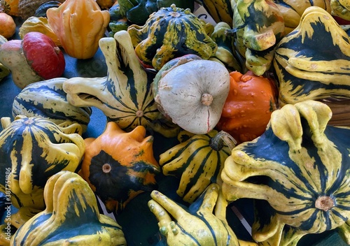 Fotomural variety of colorful gourds at the market