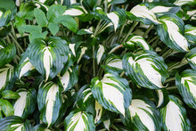 Green With White Veins Leaves Of Hosta