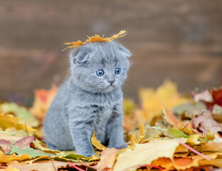 Kitten with yellow leaf on it head sits on autumn foliage and looks away