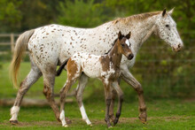 Mother And Baby Appaloosa Horses