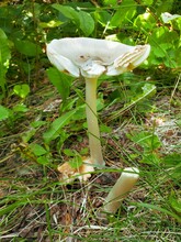 Wild Mushroom Growing On The Baldy Mountain Hiking Trail In Duck Mountain Provincial Park, Manitoba, Canada
