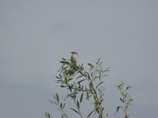 great grey shrike (lanius excubitor) perching on a beautiful tree branch with small leaves, looking 