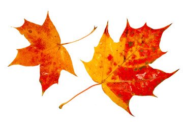 Wall Mural - Colorful autumn maple leaves isolated on a white background. Top view.