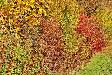 Hecke in herbstlichen Farben