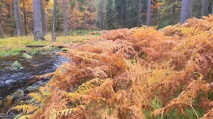 Poster - Wald und Wasser 