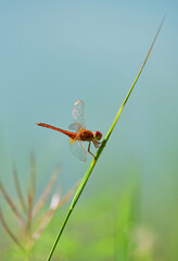 Wall Mural - Dragonfly on the grass blade