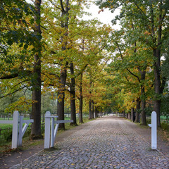 Cobblestone path, autumn trees