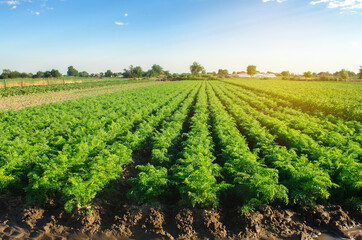 Wall Mural - Watering plantation landscape of green carrot bushes. European organic farming. Growing food on the farm. Agroindustry and agribusiness. Root tubers. Selective focus