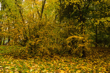 A walk in the park on an autumn day.2