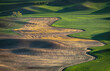 Farms dot the rolling hills of farmland in the Palouse region of Washington state. Some fields are planted with young plants growing green, some are fallow adding to interesting landscape.