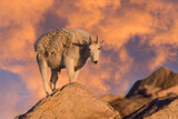 Fototapeta Pokój dzieciecy - Wild Mountain Goats of the Colorado Rocky Mountains